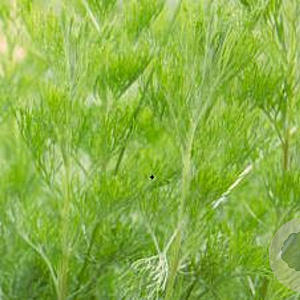 Artemisia abrotanum GM P9