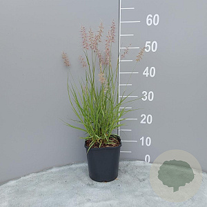 Pennisetum orientale GM 2,0L