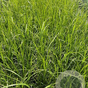 Pennisetum orientale GM 2,0L