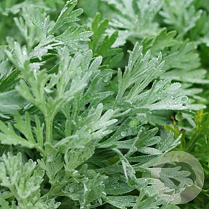 Artemisia absinthium GM P9