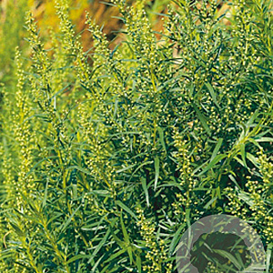 Artemisia dracunculus GM P9