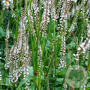 Persicaria a. 'Pink Mist' GM P9