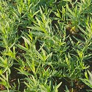 Artemisia dracunculus 'French Dragon' GM P9