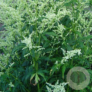 Artemisia lactiflora GM P9
