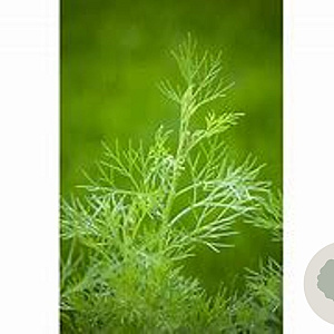 Artemisia maritima 'Coca-cola' GM P9