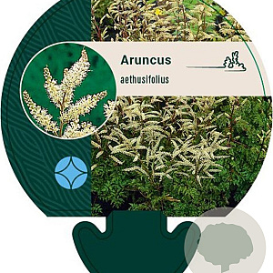 Aruncus aethusifolius GM P9