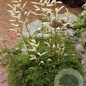 Aruncus aethusifolius GM P9