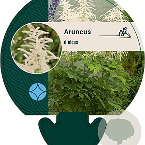 Aruncus dioicus GM P9