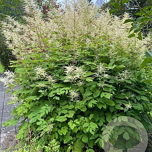 Aruncus dioicus GM P9