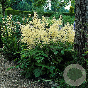 Aruncus dioicus GM P9
