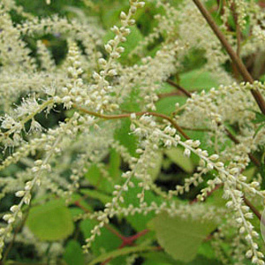 Aruncus dioicus 'Kneiffii' GM P9
