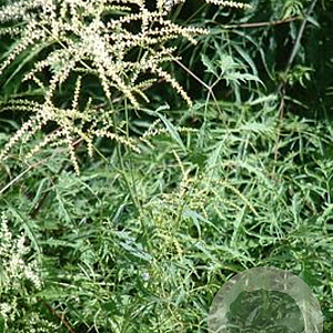 Aruncus dioicus 'Kneiffii' GM P9