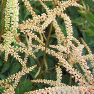 Aruncus 'Horatio' GM P9