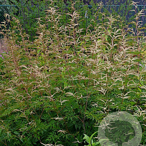 Aruncus 'Horatio' GM P9