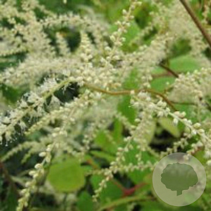 Aruncus 'Horatio' GM P9