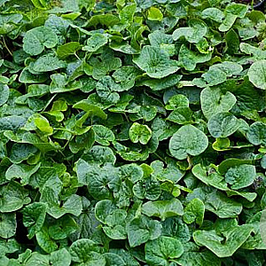 Asarum caudatum GM P9