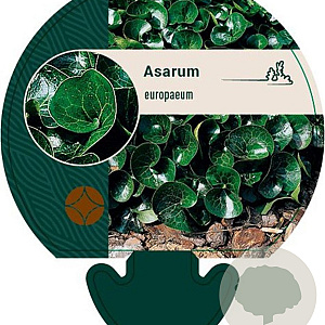Asarum europaeum GM P9