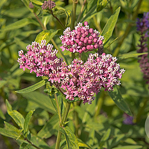 Asclepias incarnata GM P9