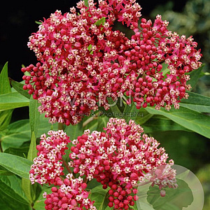 Asclepias incarnata GM P9