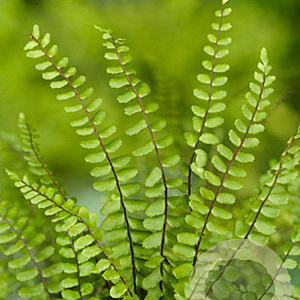 Asplenium trichomanes GM P9
