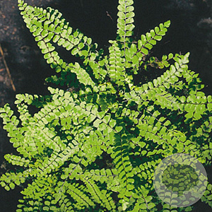 Asplenium trichomanes GM P9