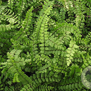 Asplenium trichomanes GM P9
