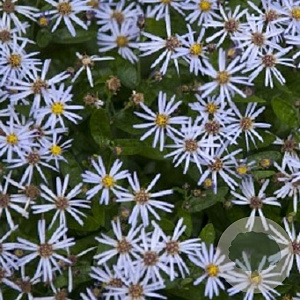 Aster ageratoides 'Adustus Nanus' GM P9