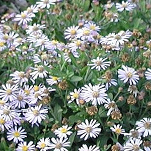 Aster ageratoides 'Adustus Nanus' GM P9