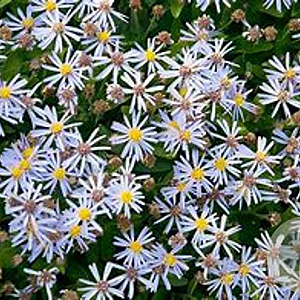 Aster ageratoides 'Adustus Nanus' GM P9