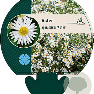 Aster ageratoides 'Ashvi' GM P9