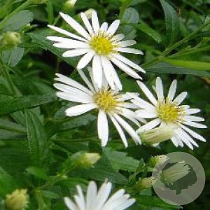 Aster ageratoides 'Ashvi' GM P9