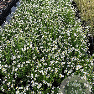 Aster ageratoides 'Ashvi' GM P9