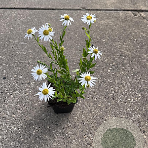 Aster ageratoides 'Ashvi' GM P9