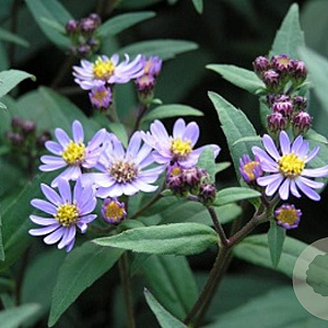 Aster ageratoides 'Harry Schmidt' GM P9