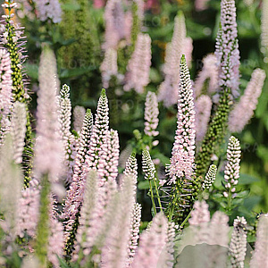 Veronica longif. First Choice GM P9