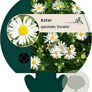 Aster ageratoides 'Starshine' GM P9