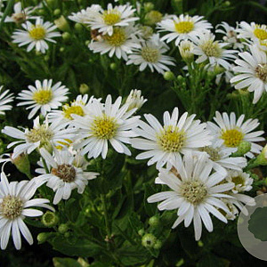 Aster ageratoides 'Starshine' GM P9
