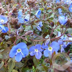 Veronica umbrosa 'Georgia Blue' GM P9