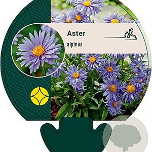 Aster alpinus GM P9