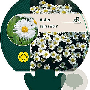 Aster alpinus 'Albus' GM P9