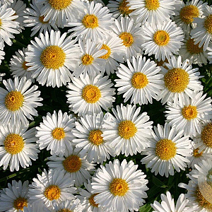 Aster alpinus 'Albus' GM P9