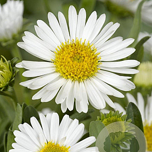 Aster alpinus 'Albus' GM P9