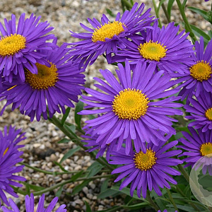 Aster alpinus 'Dunkle Schöne' GM P9