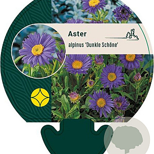 Aster alpinus 'Dunkle Schöne' GM P9