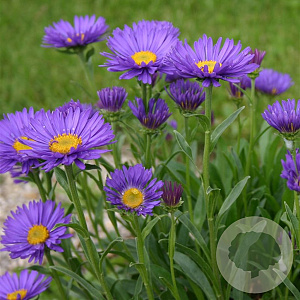 Aster alpinus 'Dunkle Schöne' GM P9