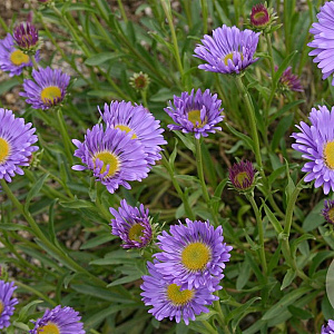 Aster alpinus 'Goliath' GM P9