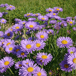Aster alpinus 'Goliath' GM P9