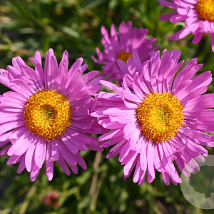 Aster alpinus 'Happy End' GM P9