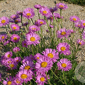Aster alpinus 'Happy End' GM P9