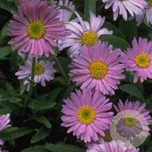 Aster alpinus 'Happy End' GM P9